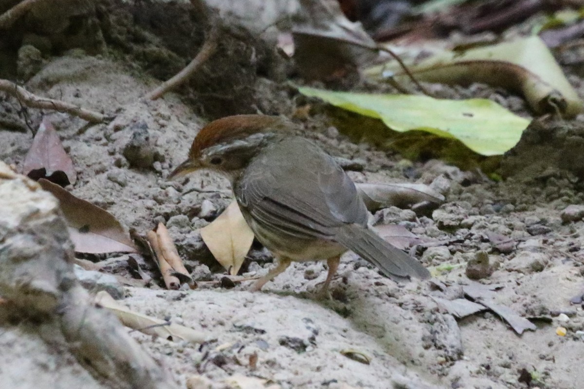 Puff-throated Babbler - ML620179580