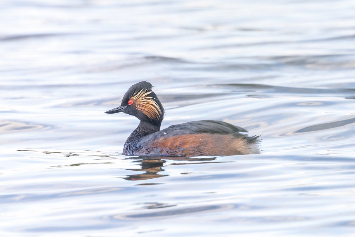 Eared Grebe - ML620179581