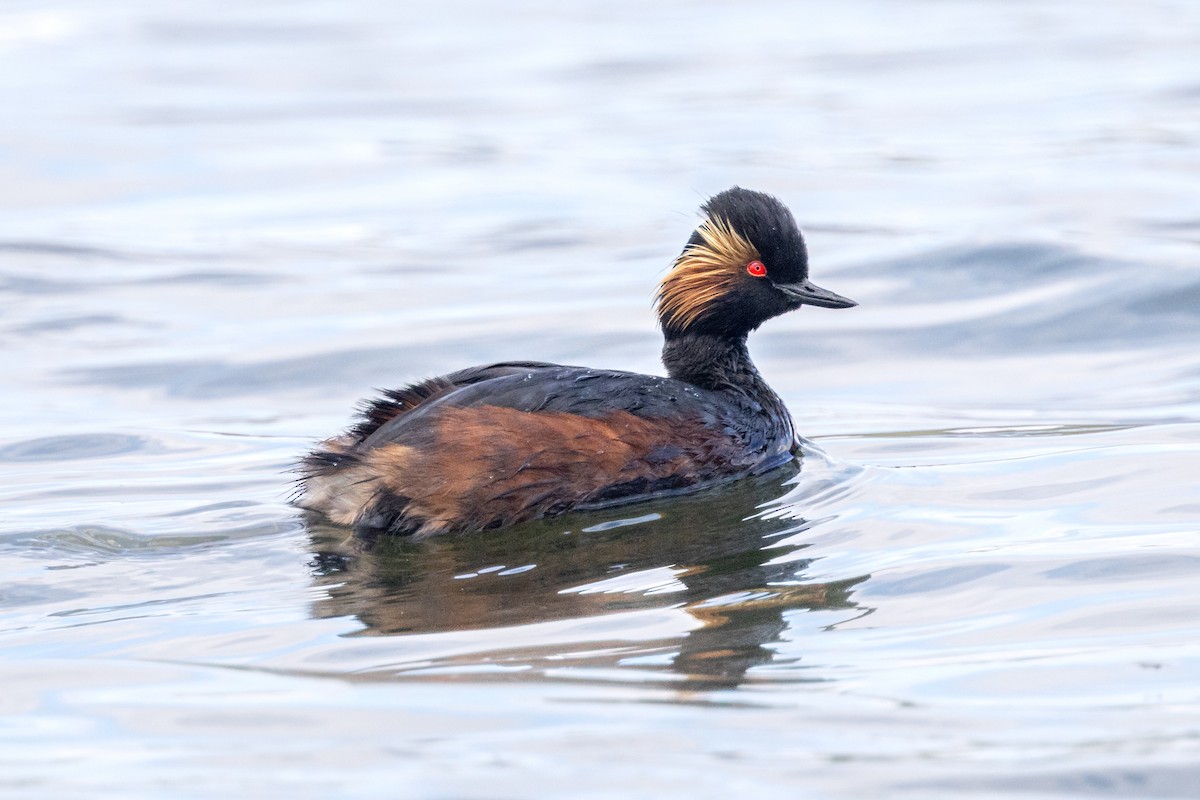 Eared Grebe - ML620179582