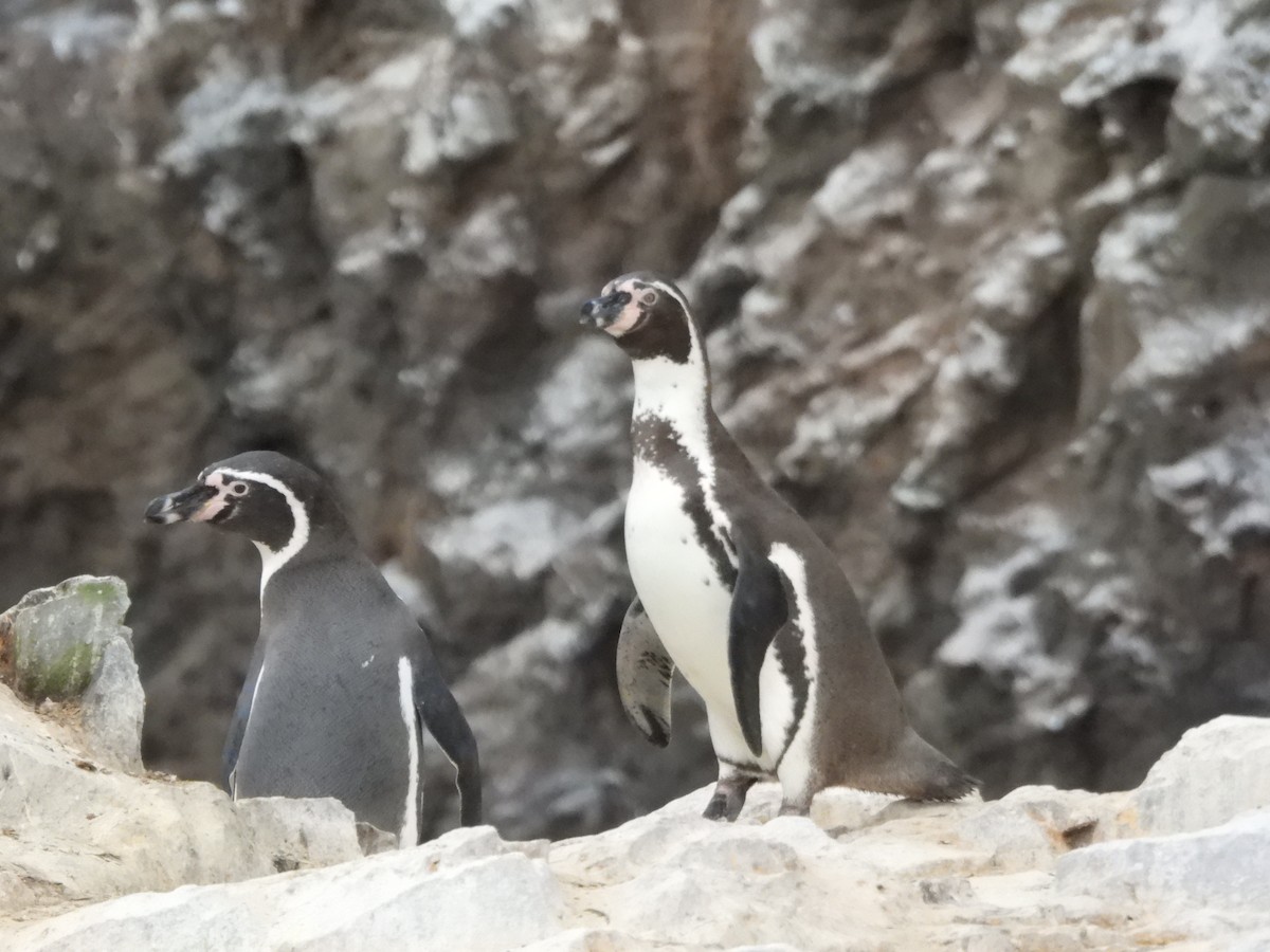 Humboldt Penguin - ML620179585