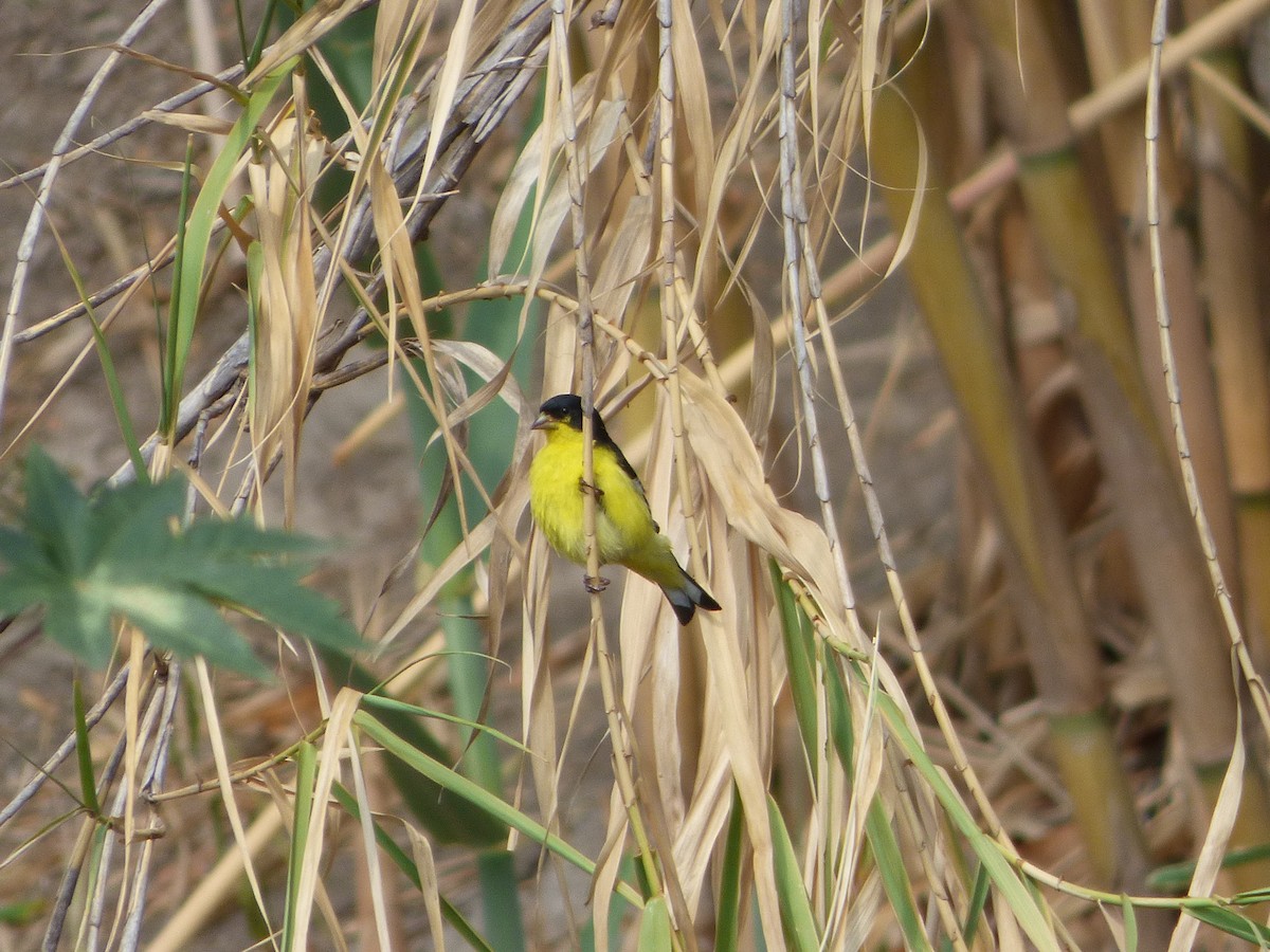 Lesser Goldfinch - ML620179595