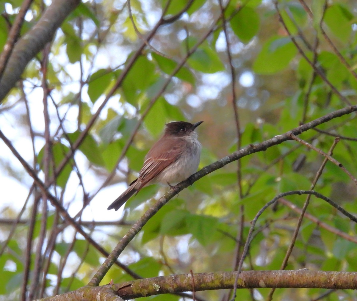 Eastern Phoebe - ML620179596