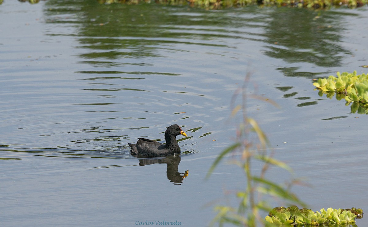 Red-fronted Coot - ML620179598