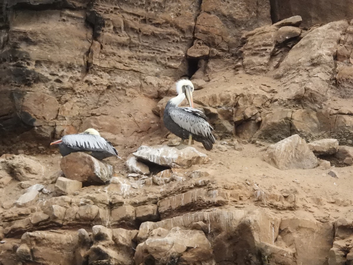 Перуанский пеликан - ML620179599