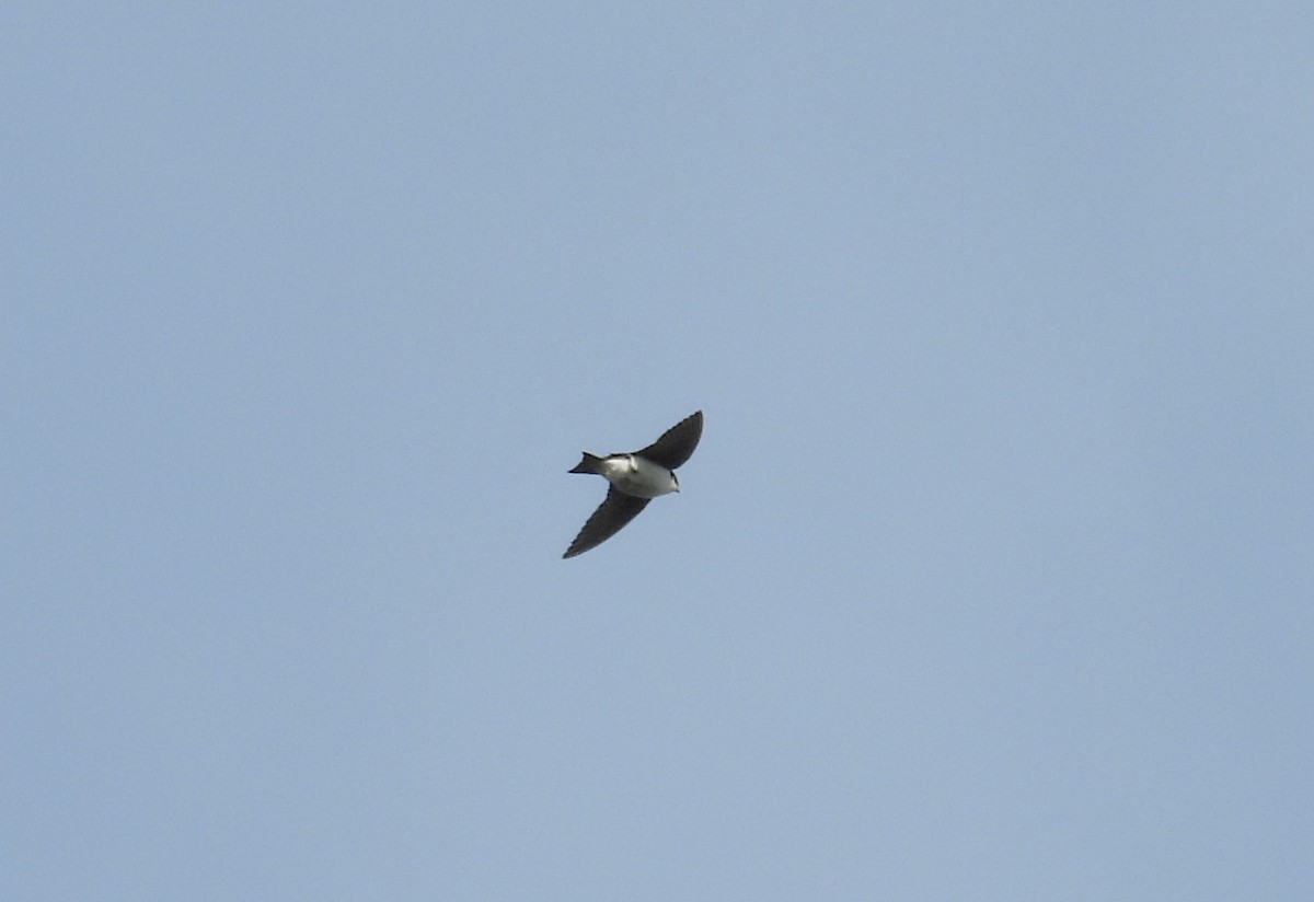 Golondrina Bicolor - ML620179600