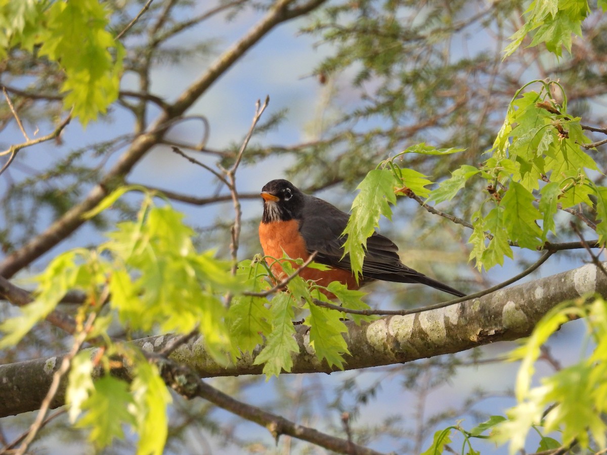 American Robin - ML620179606