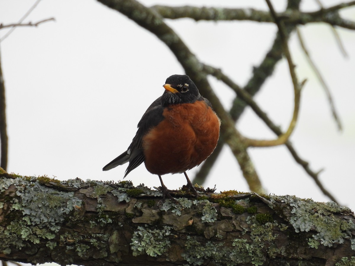 American Robin - ML620179608