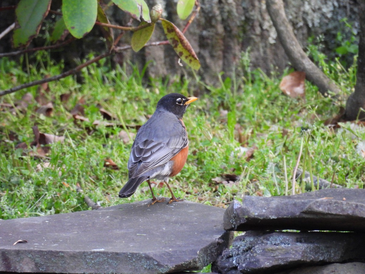 American Robin - ML620179609