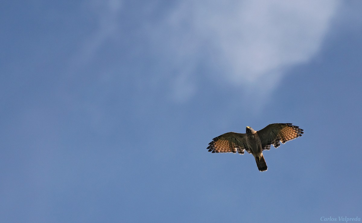 Roadside Hawk - ML620179613