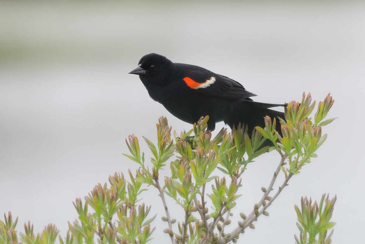 Red-winged Blackbird - Alix d'Entremont