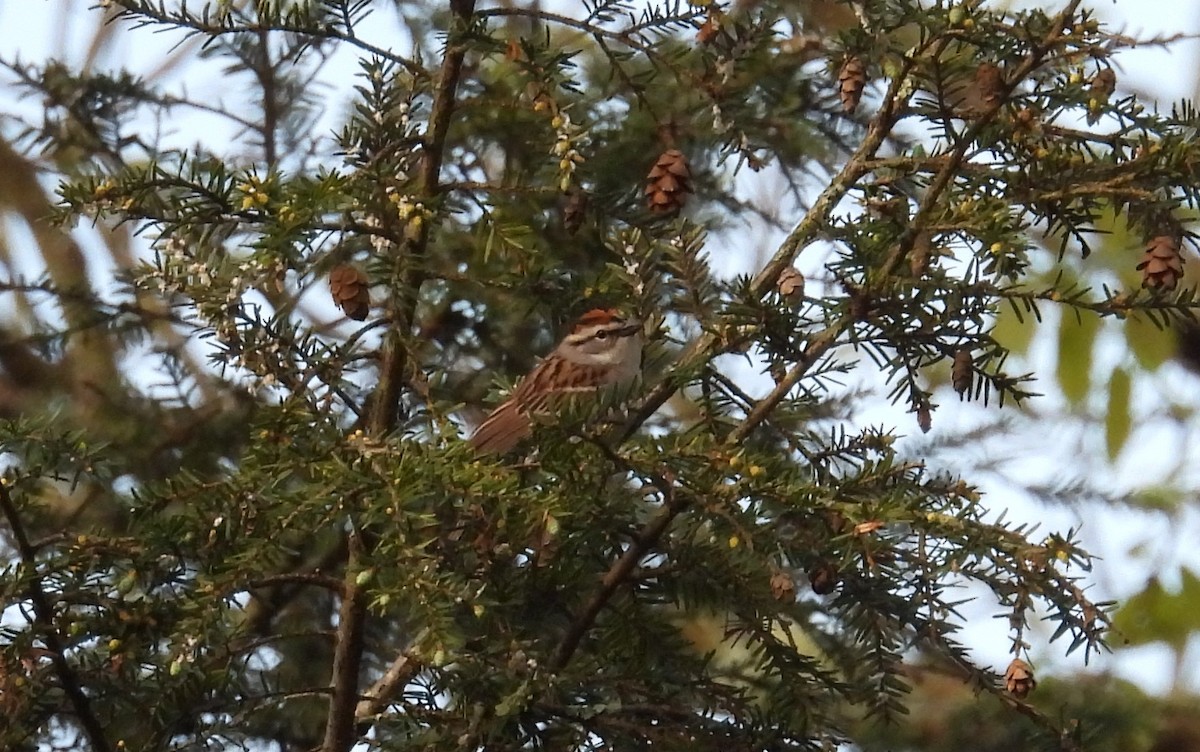 Chipping Sparrow - ML620179615