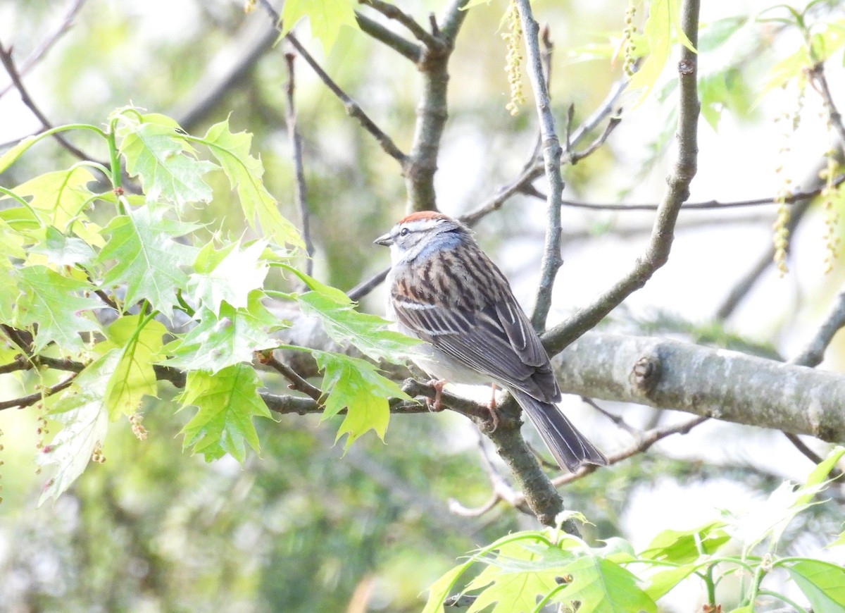 Chipping Sparrow - ML620179618