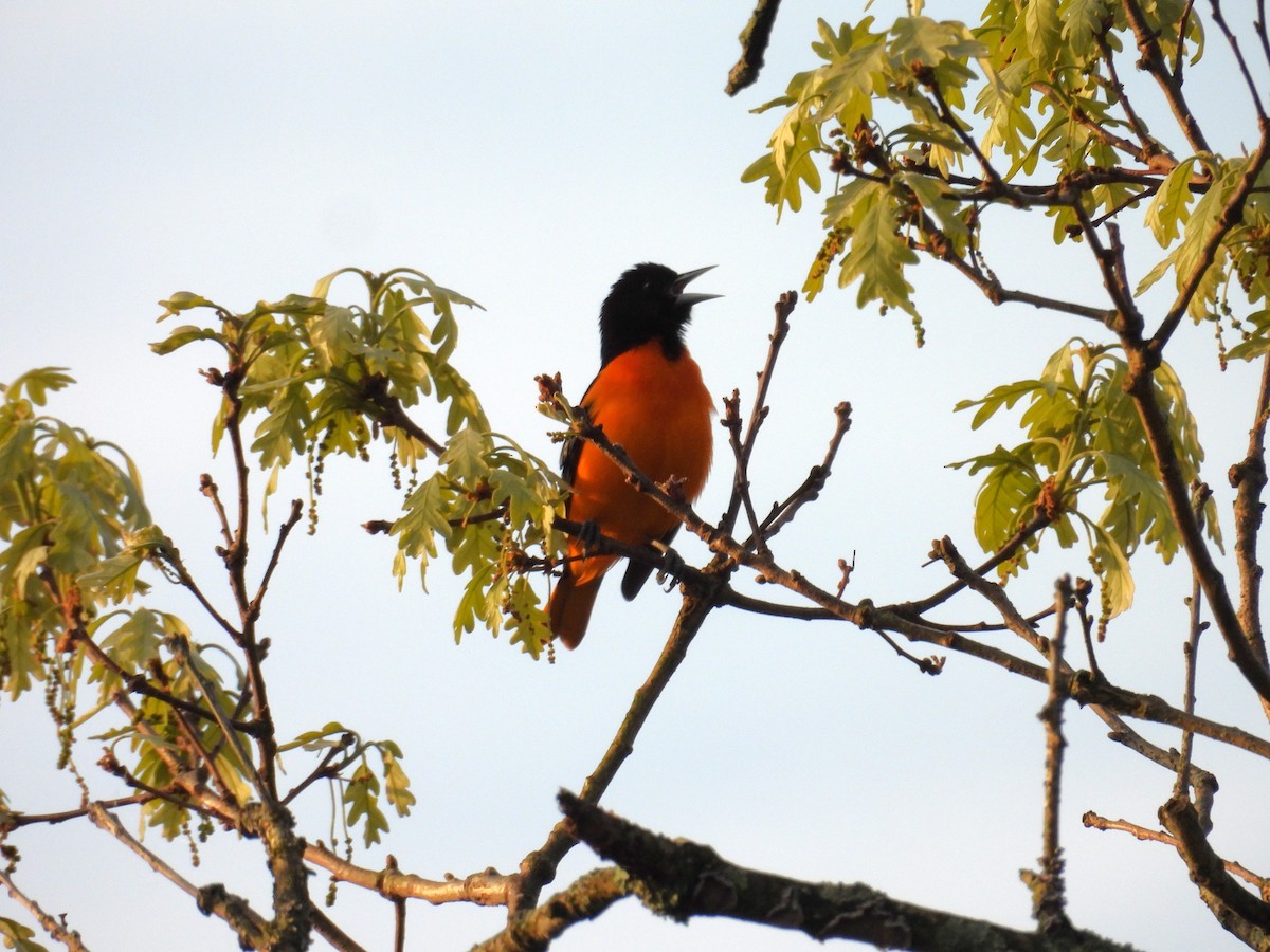 Baltimore Oriole - ML620179623