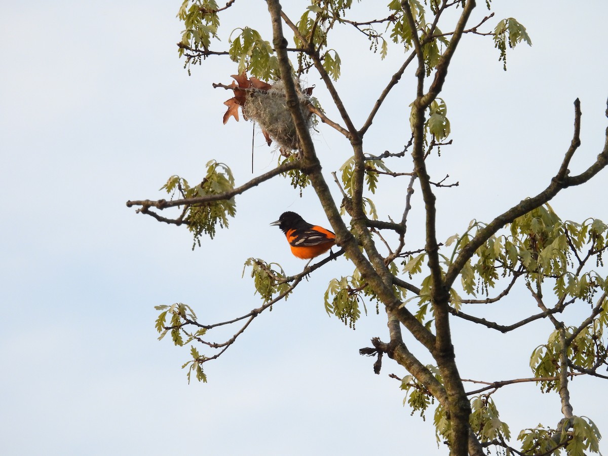 Baltimore Oriole - ML620179625