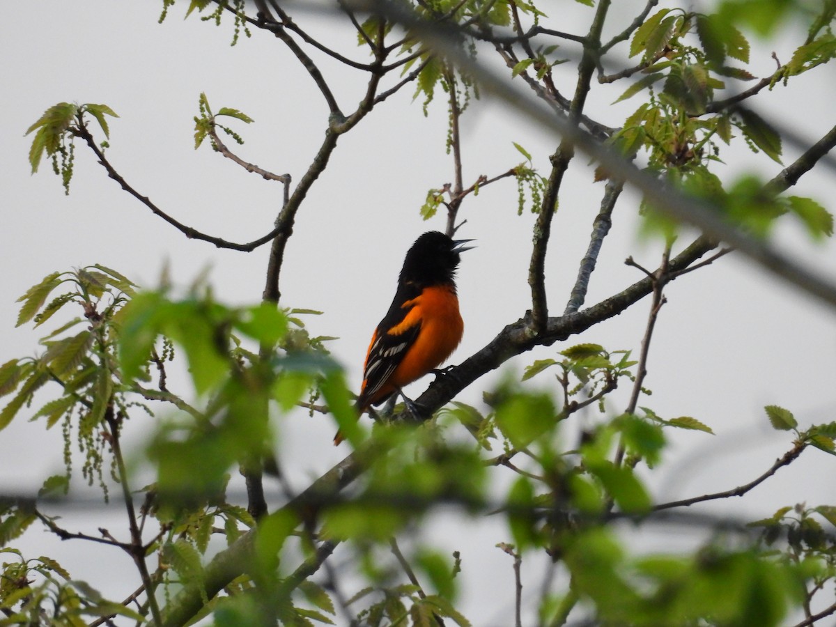 Baltimore Oriole - ML620179627