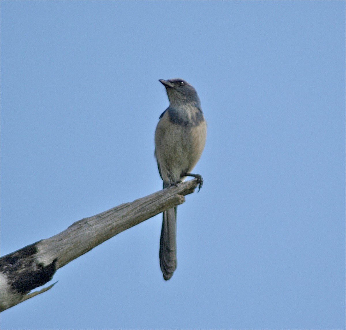 Florida Scrub-Jay - ML620179631