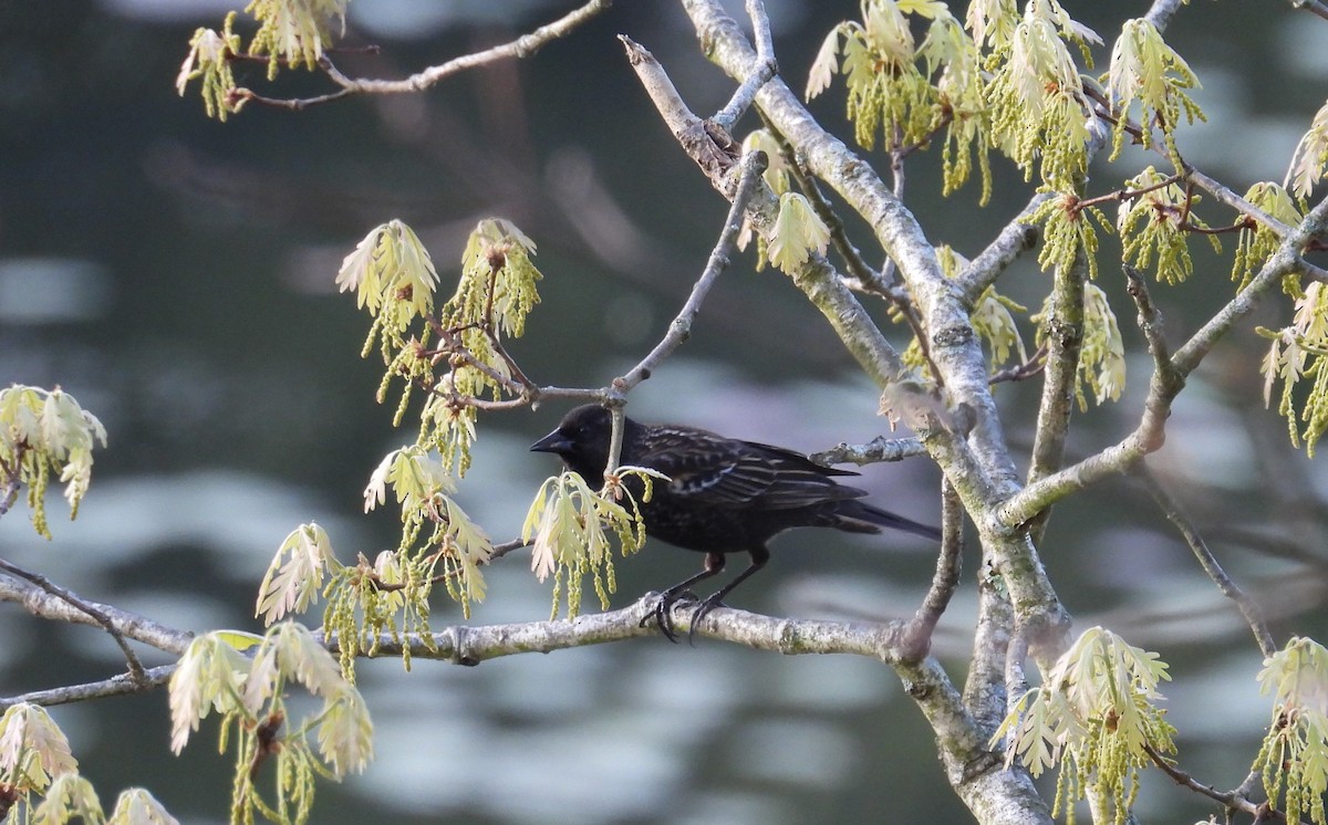 Red-winged Blackbird - ML620179632