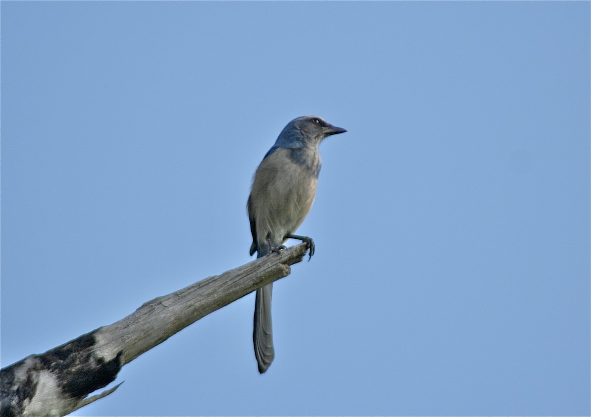 Florida Scrub-Jay - ML620179633