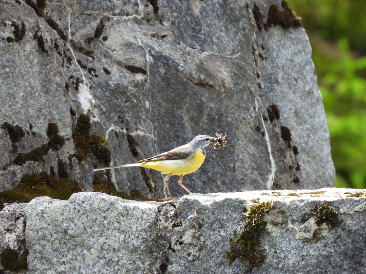 Gray Wagtail - ML620179637