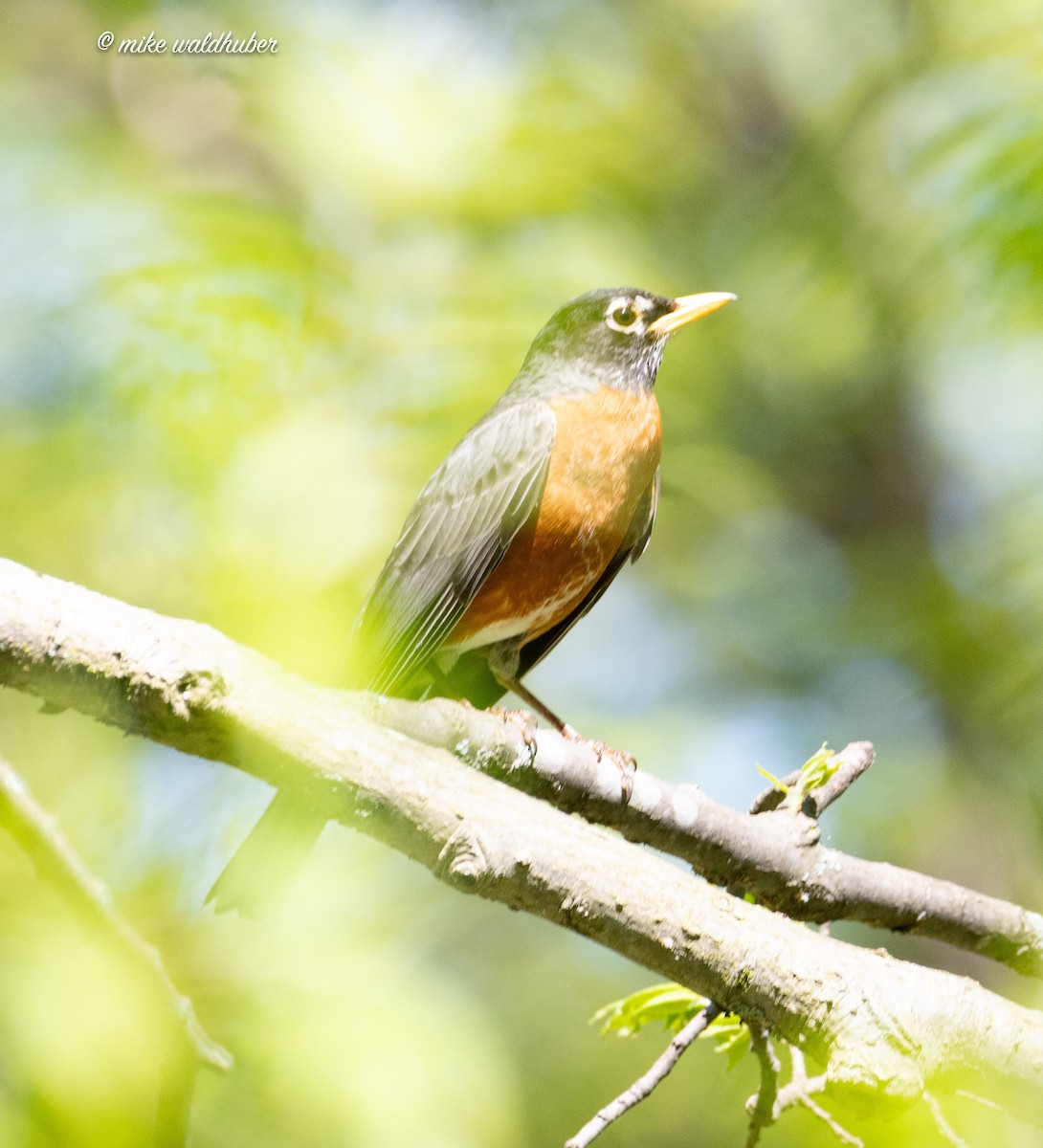 American Robin - ML620179645