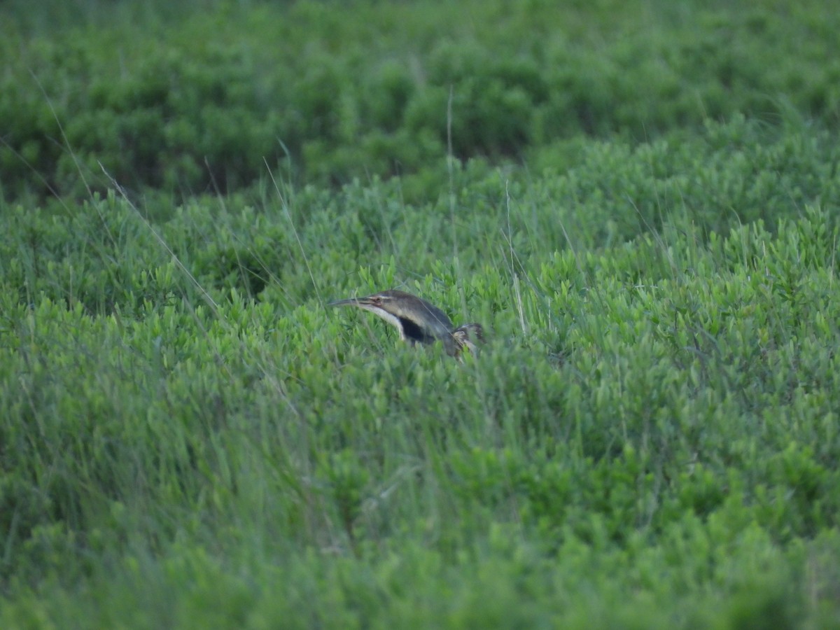 American Bittern - ML620179650