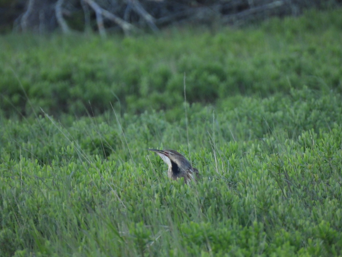 American Bittern - ML620179658