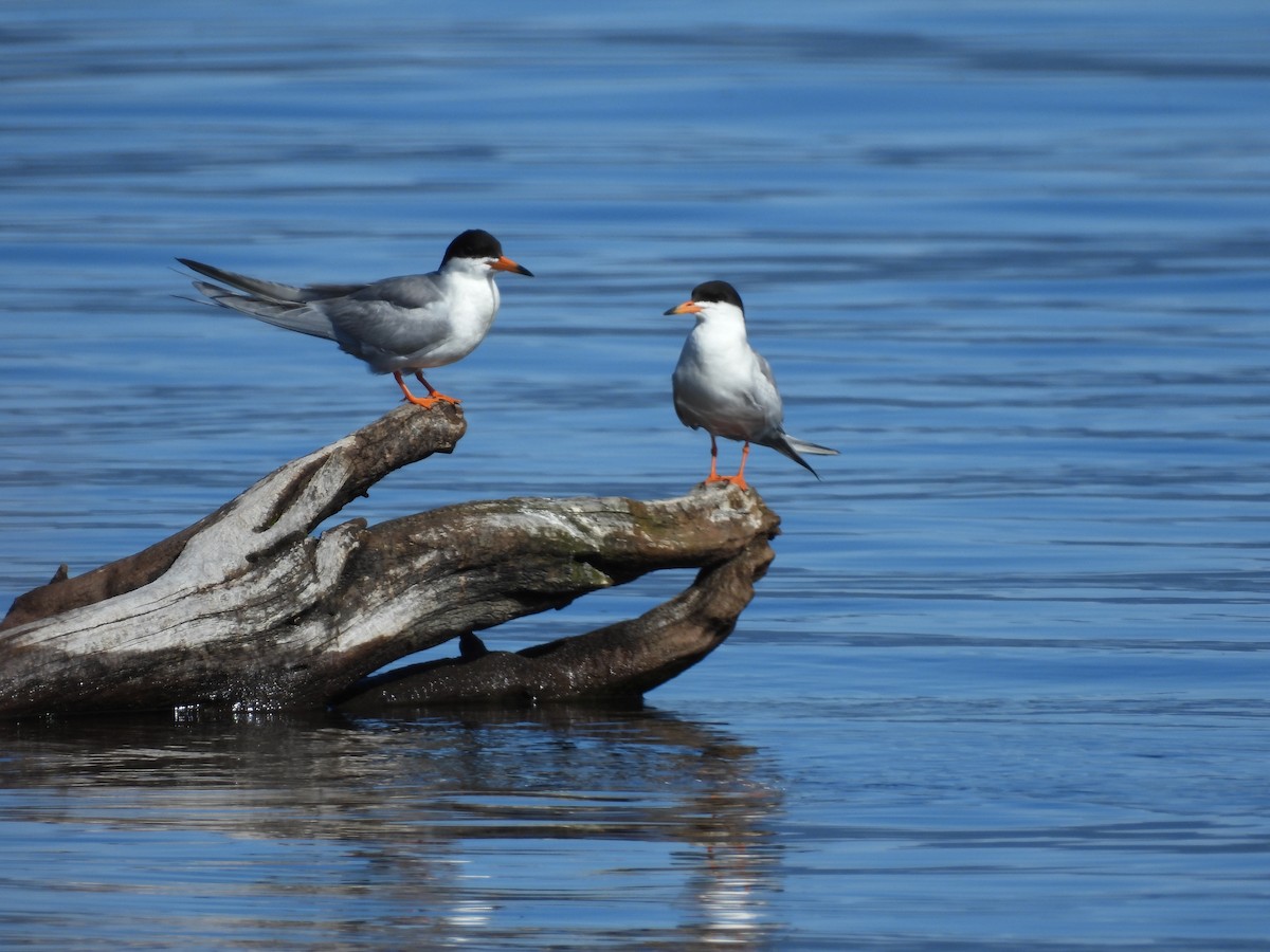 Forster's Tern - ML620179678