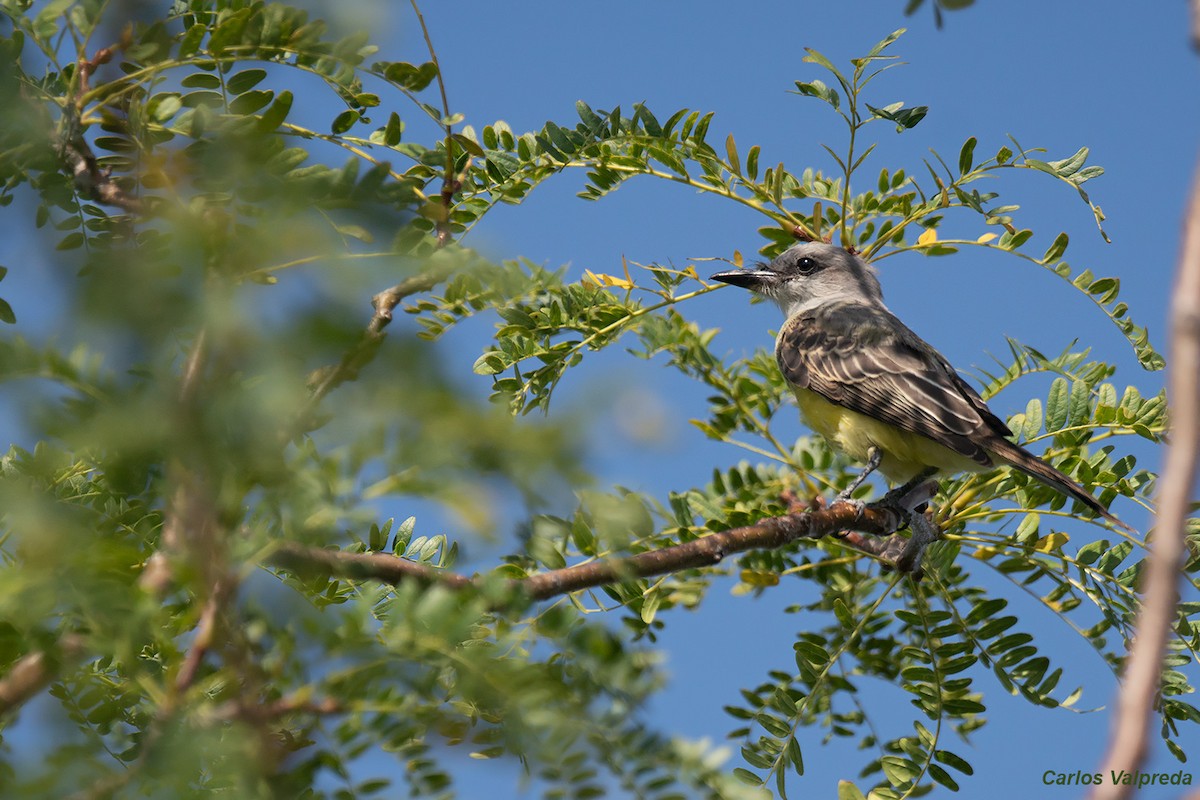 Tropical Kingbird - ML620179687