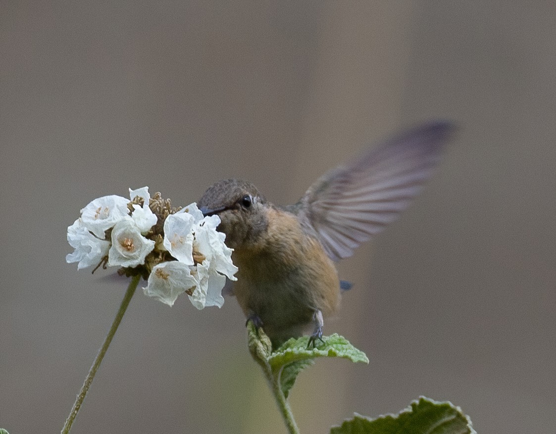 Colibrí de Myrtis - ML620179689