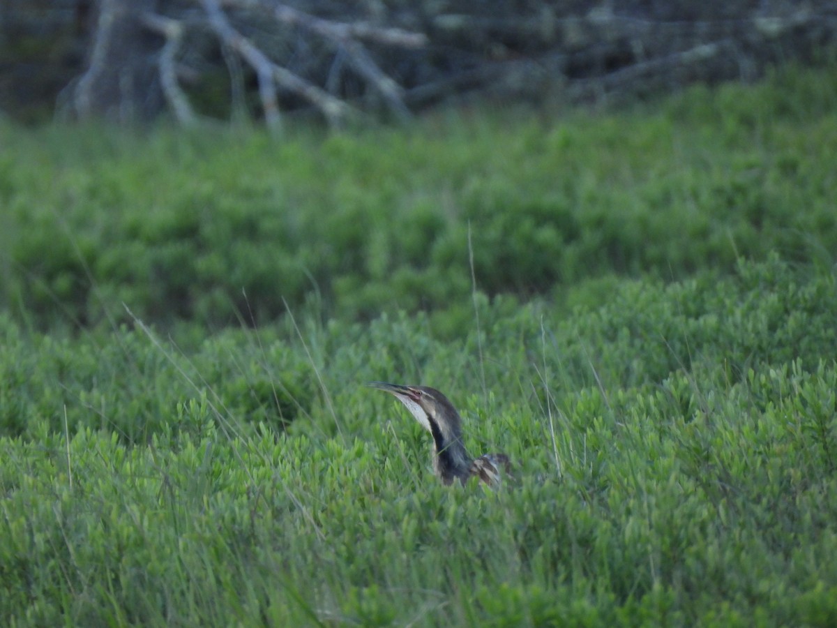 American Bittern - Nathan Wahler