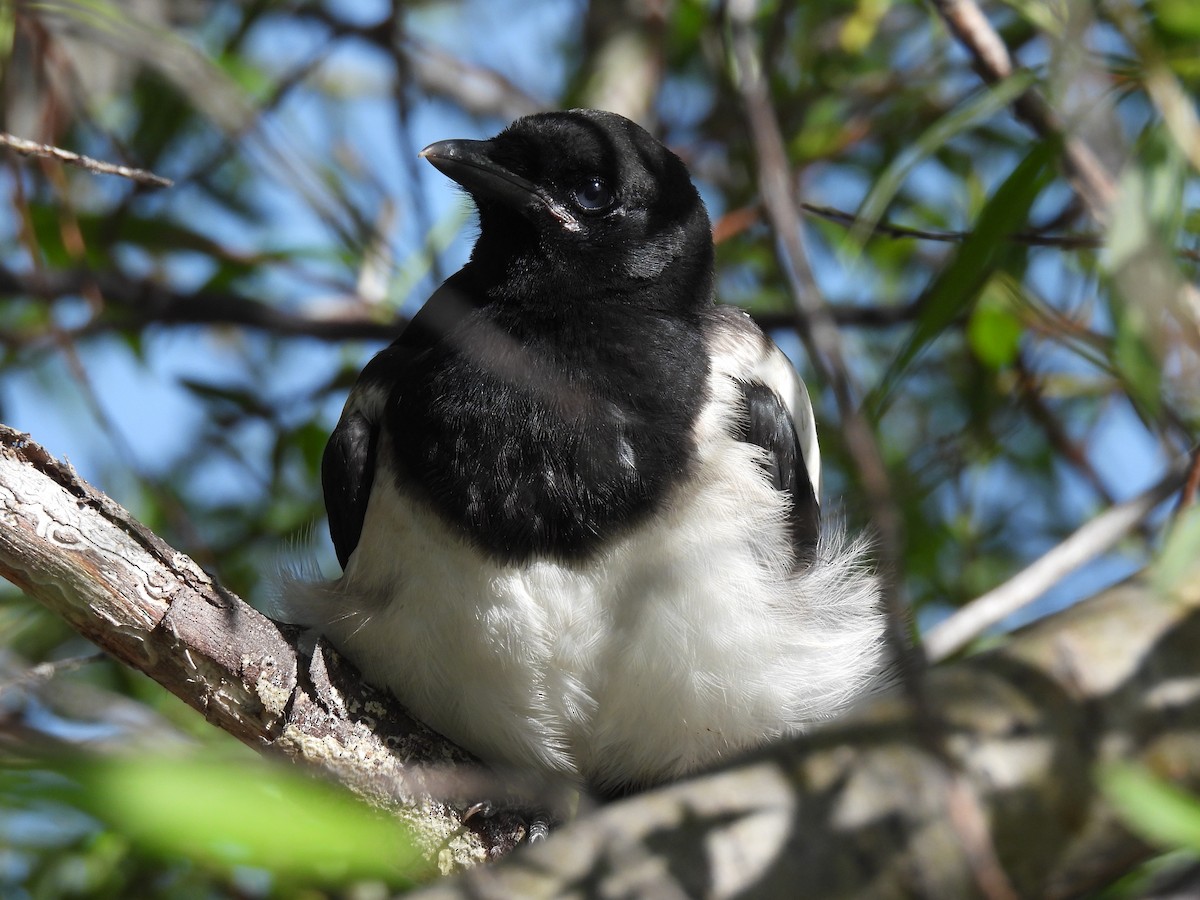 Black-billed Magpie - ML620179699