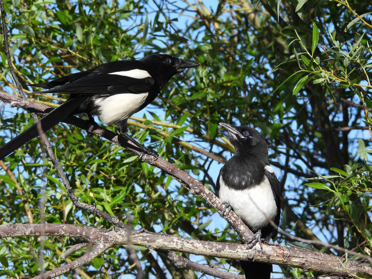 Black-billed Magpie - ML620179703