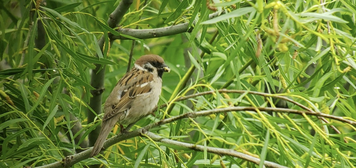 Eurasian Tree Sparrow - ML620179707