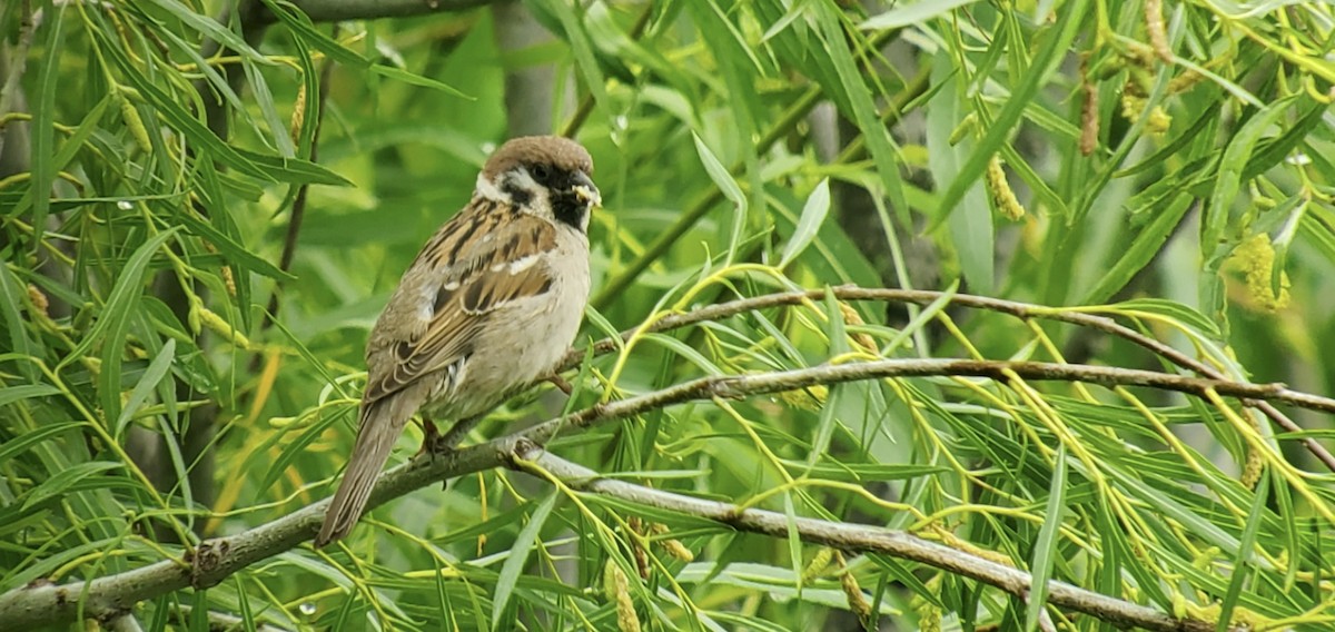 Eurasian Tree Sparrow - ML620179708