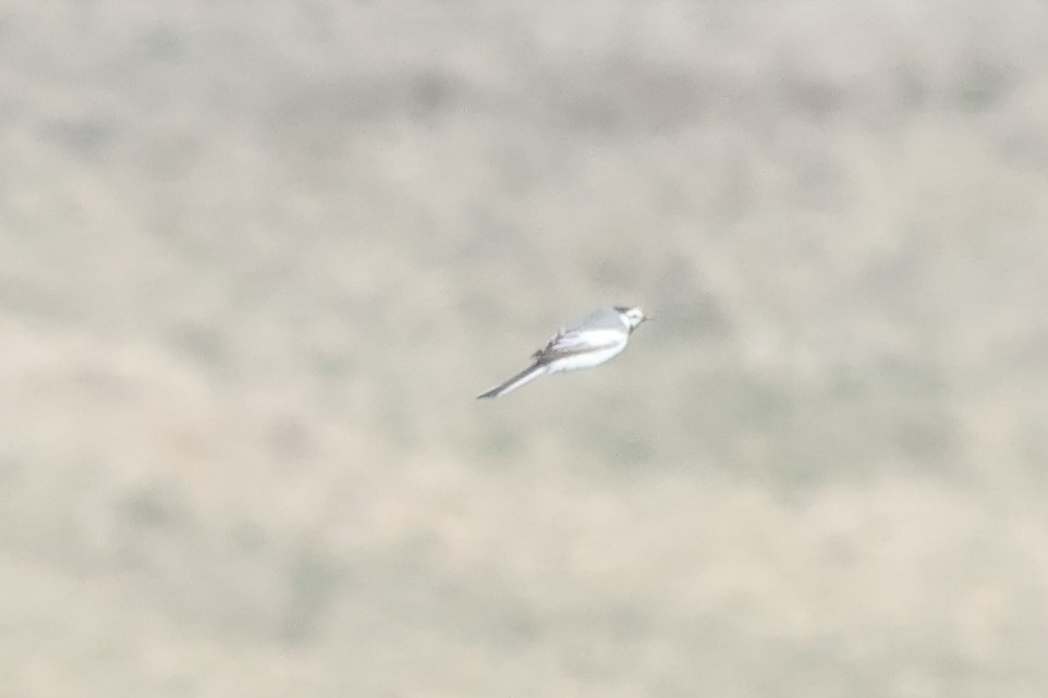 konipas bílý (ssp. ocularis) - ML620179713