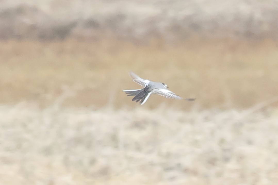 White Wagtail (ocularis) - ML620179714