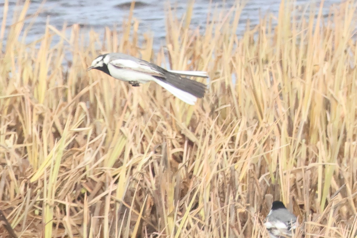 White Wagtail (ocularis) - ML620179715