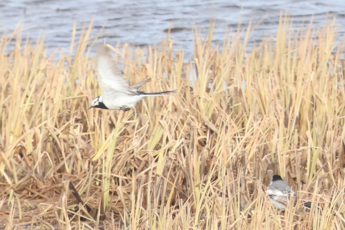 White Wagtail (ocularis) - ML620179716