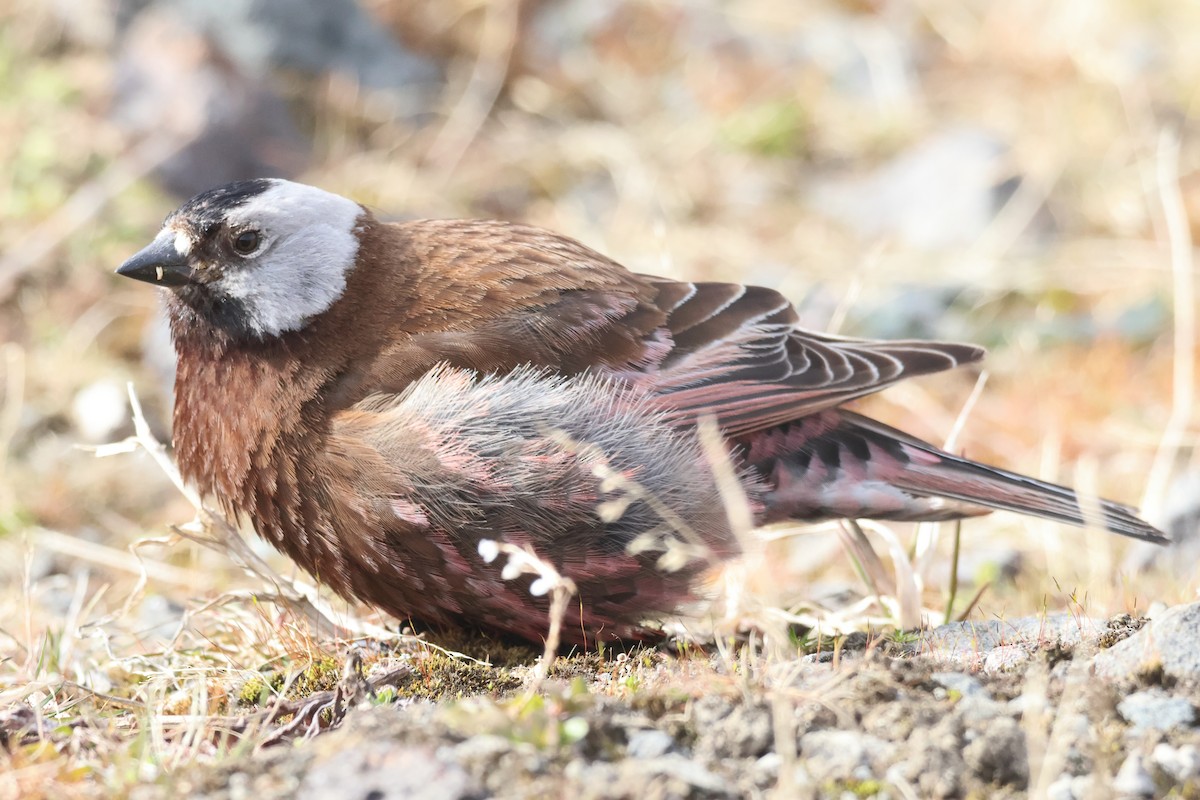 Gray-crowned Rosy-Finch (Pribilof Is.) - ML620179723