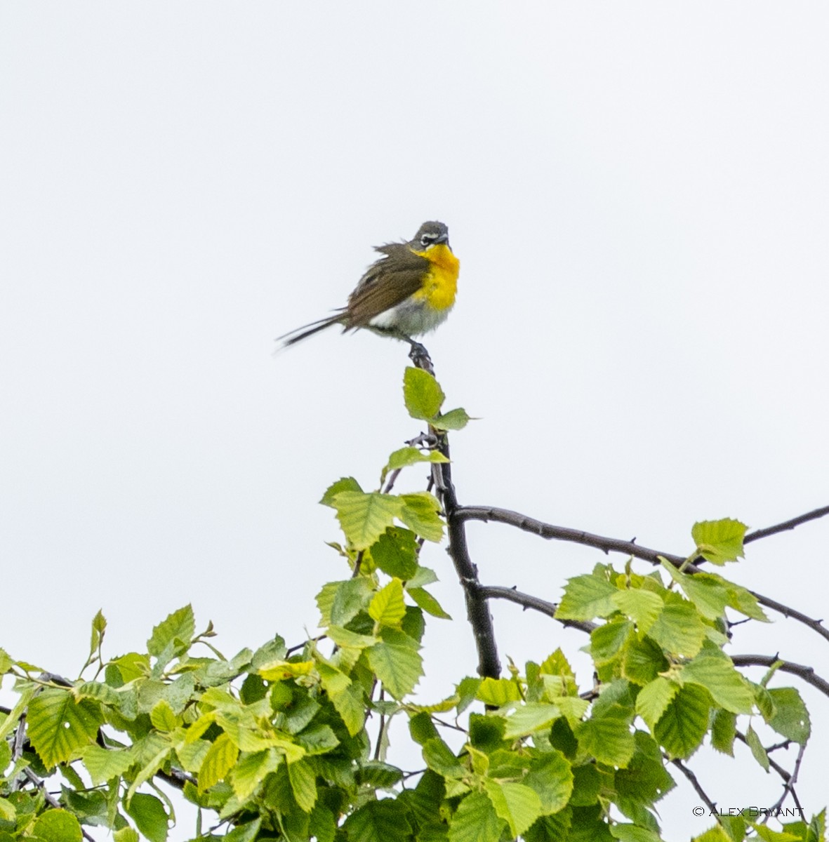 Yellow-breasted Chat - ML620179726