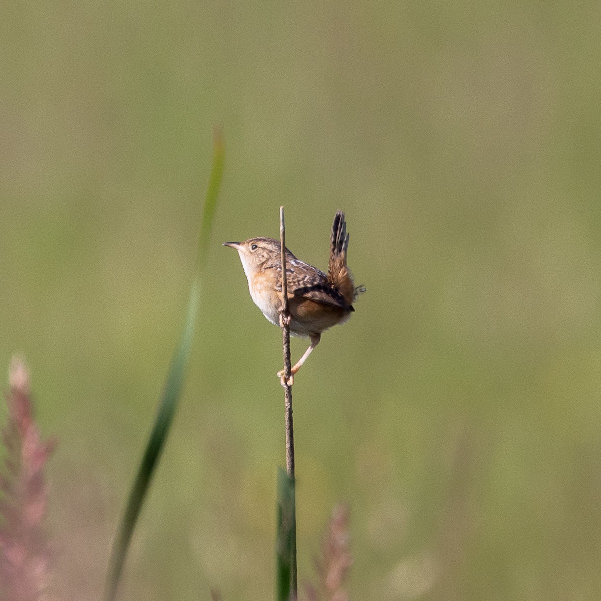 Sedge Wren - ML620179729