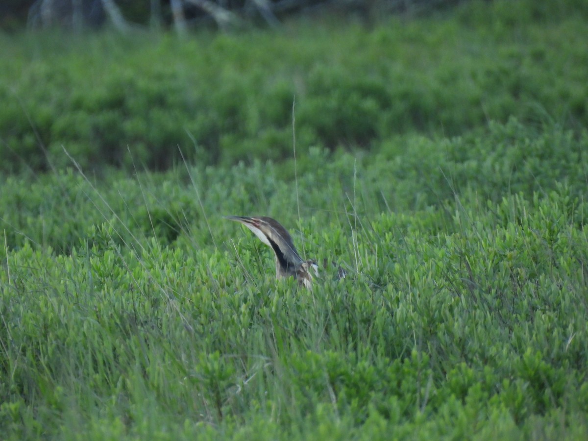 American Bittern - ML620179731