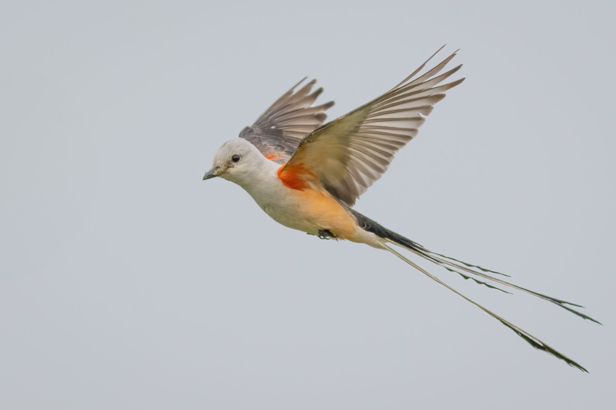 Scissor-tailed Flycatcher - ML620179735