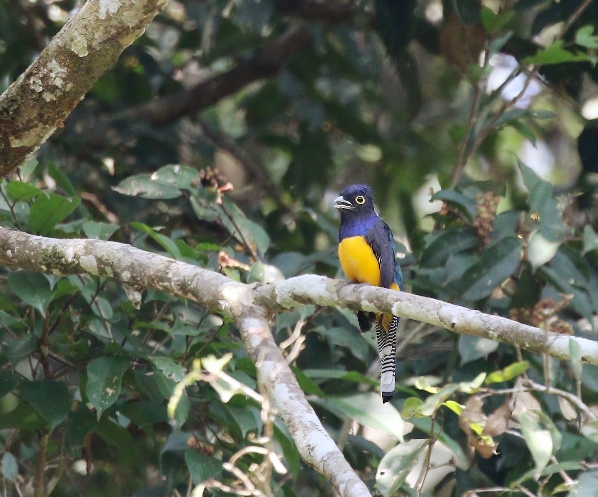 Trogon d'Amazonie - ML620179741