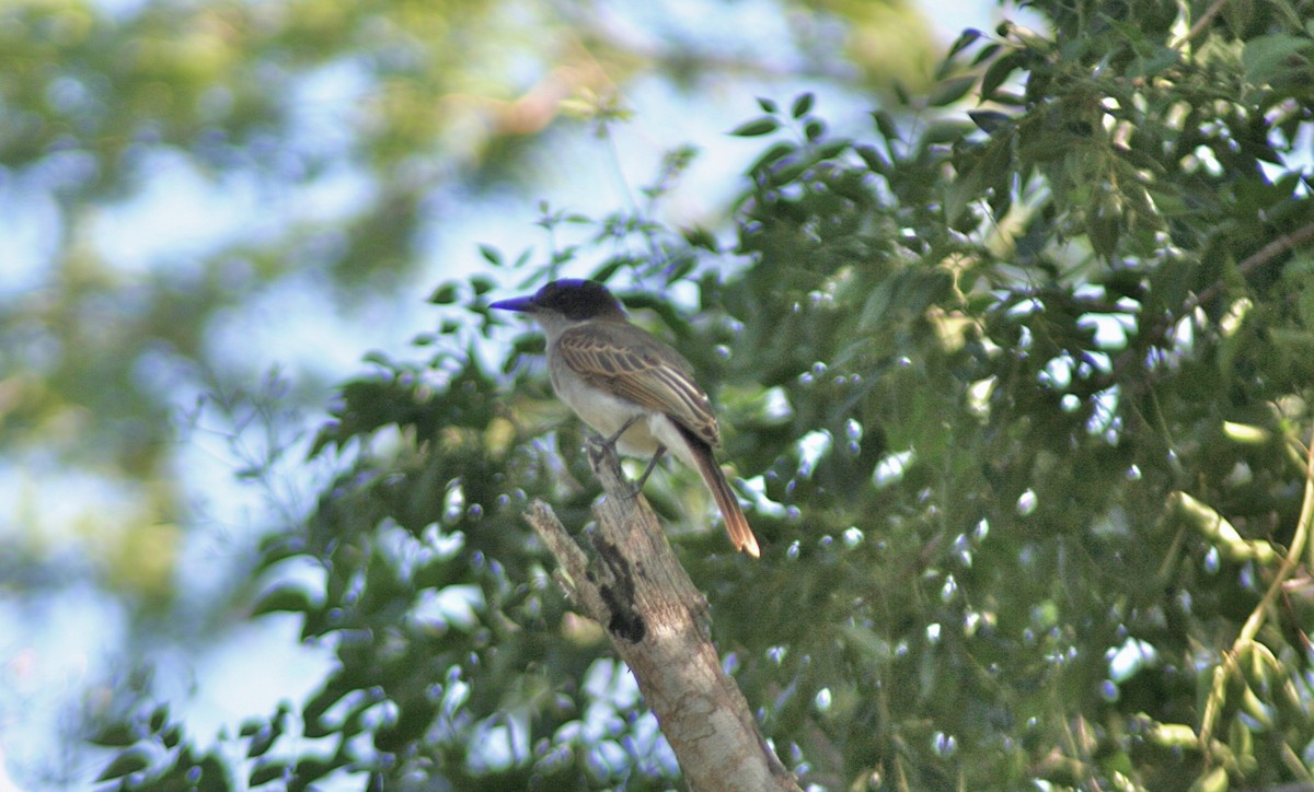 Puerto Rican Flycatcher - ML620179744