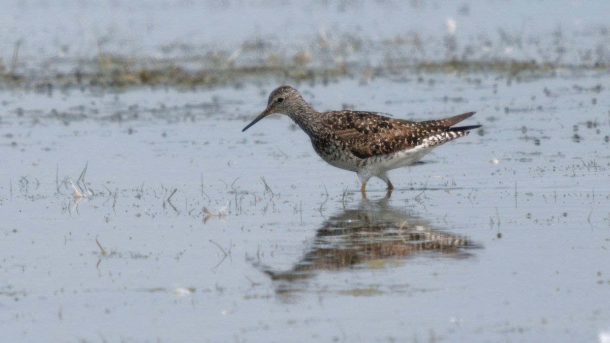 Lesser Yellowlegs - ML620179750