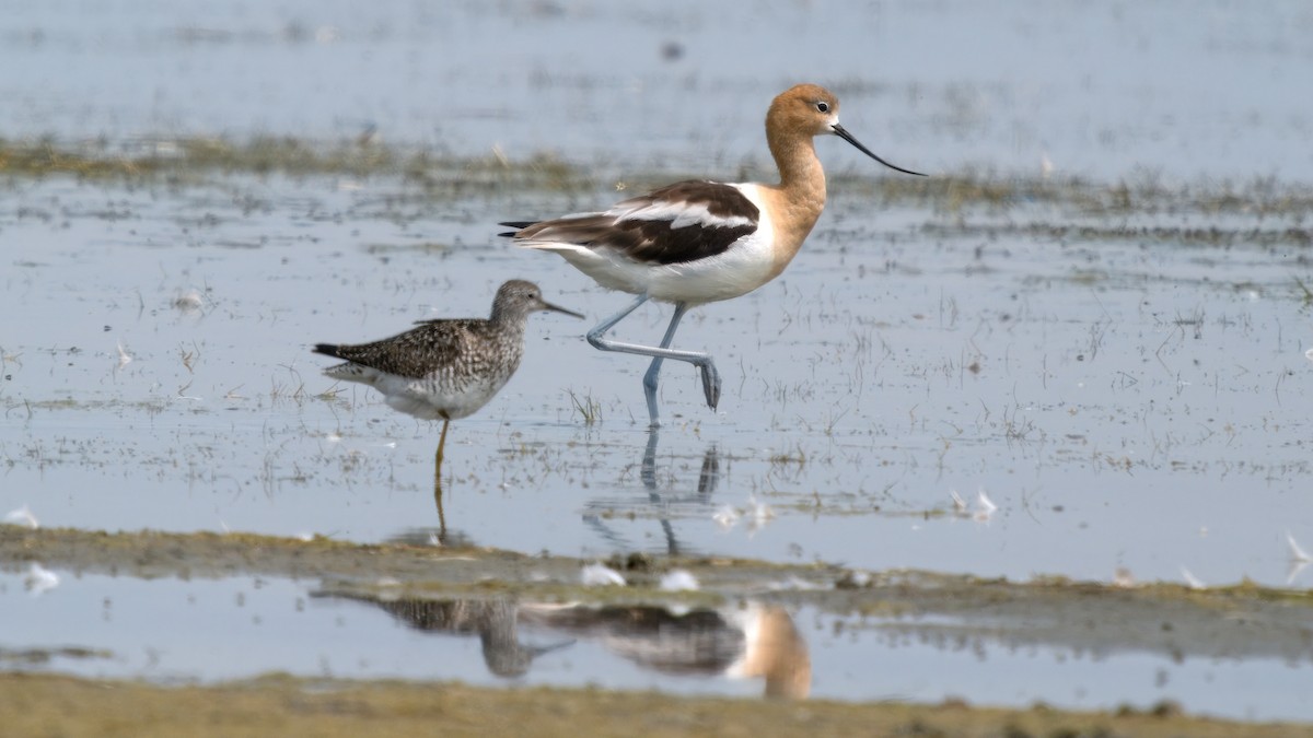 Lesser Yellowlegs - ML620179751