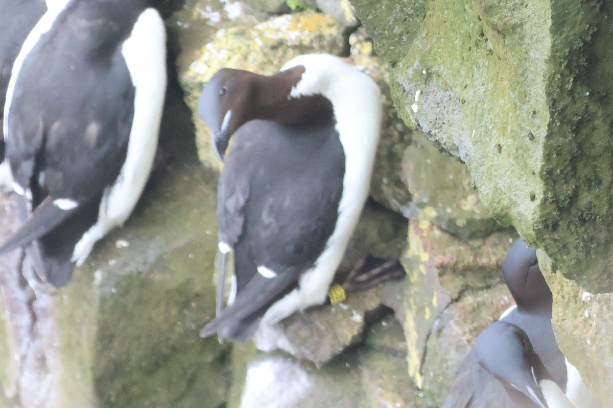 Thick-billed Murre - ML620179756