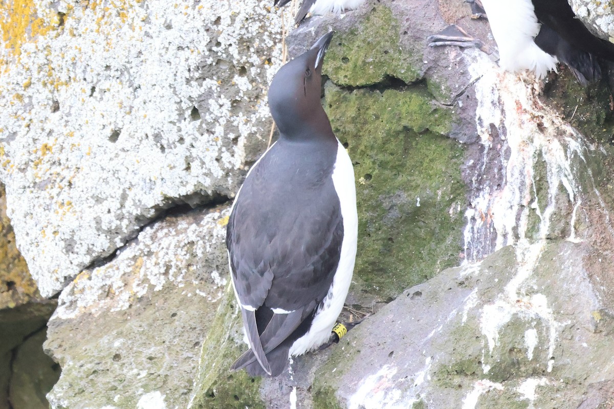 Thick-billed Murre - ML620179758