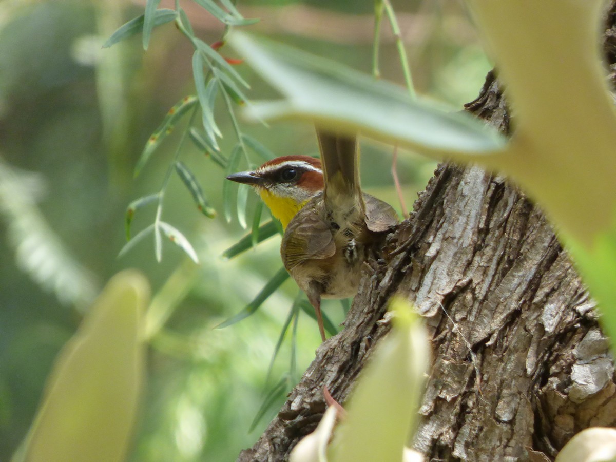 Rufous-capped Warbler - ML620179760